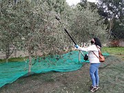 ACEITUNERO POR UN DÍA EN RIBEIRA SACRA