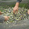 ACEITUNERO POR UN DÍA EN RIBEIRA SACRA