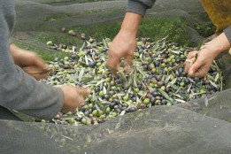 ACEITUNERO POR UN DÍA EN RIBEIRA SACRA